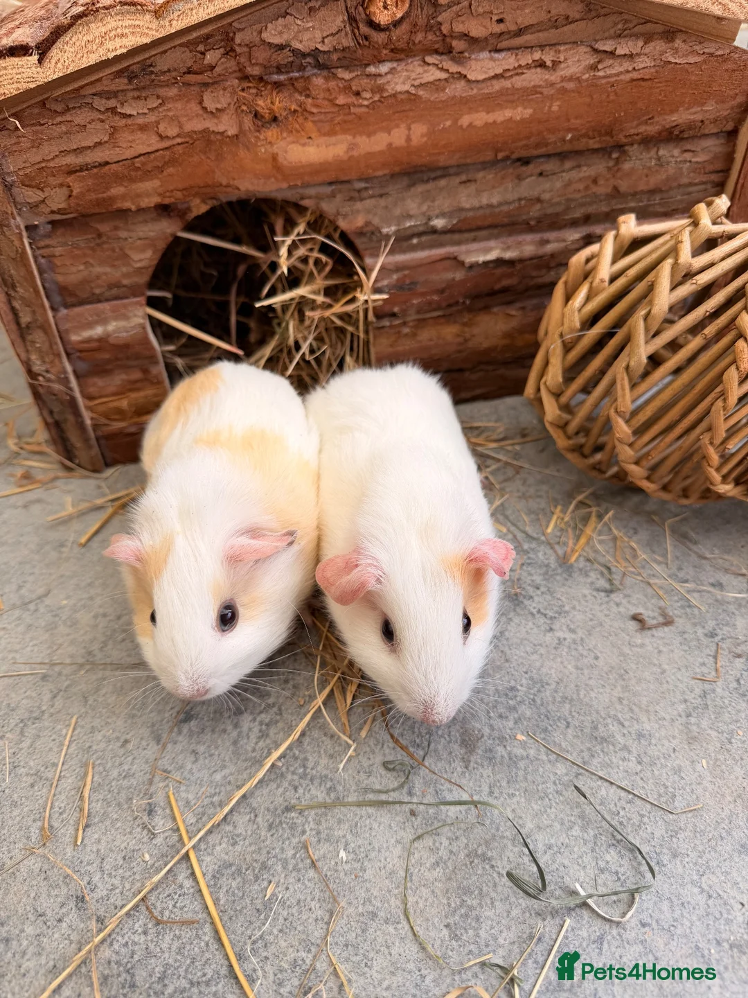 Guinea Pig rodents for sale: Baby boars - Advert 2
