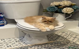 Persian cats for sale: Beautiful cream Persian kitten  - Advert 2
