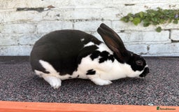 Rex rabbits for sale: Broken Black Mini Rex Doe/Female - Image 1
