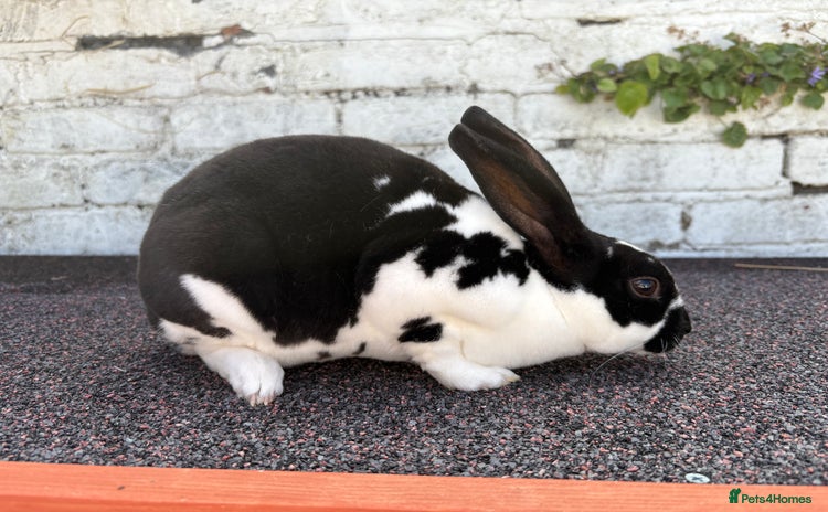 Rex rabbits - Advert 9