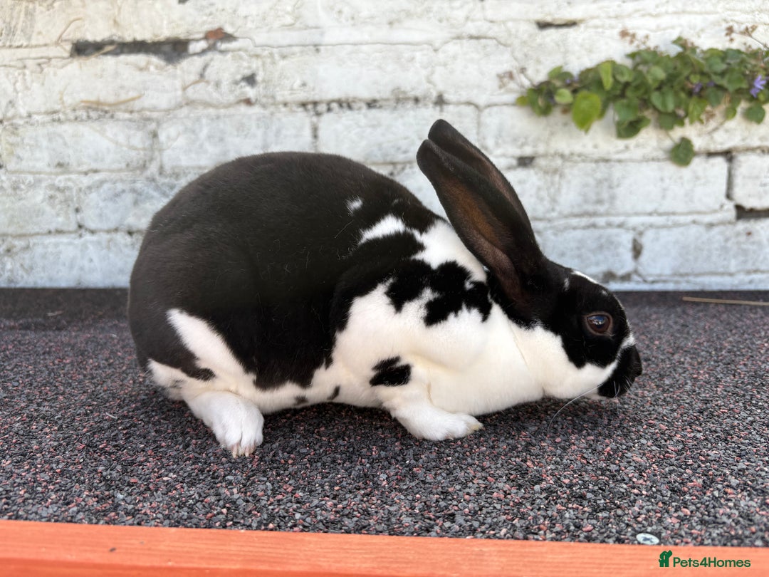 Rex rabbits for sale: Broken Black Mini Rex Doe/Female - Image 1