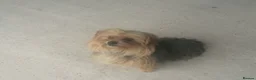 Yorkshire Terrier dogs for sale: Yorkshire Terrier pups - Advert 9