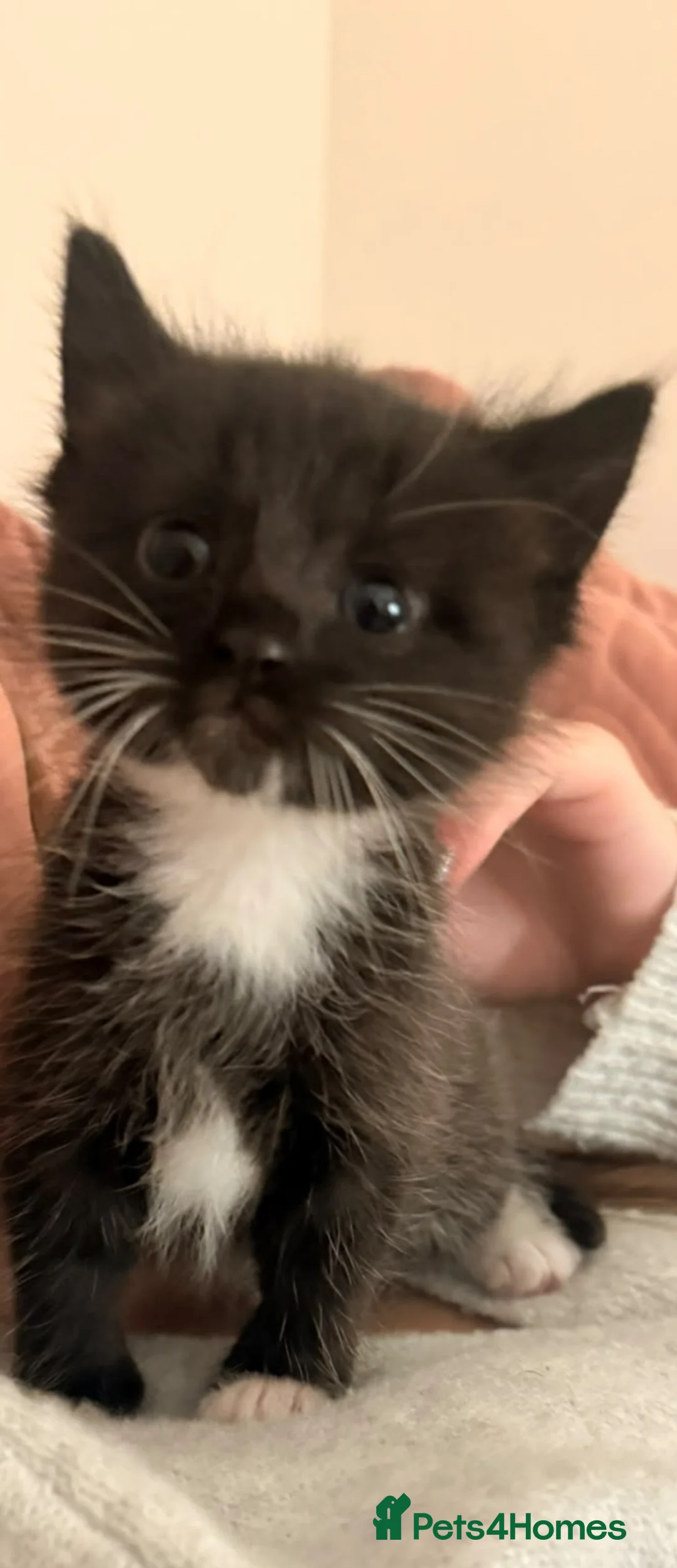 Mixed Breed cats for sale: Gorgeous litter  - Advert 4