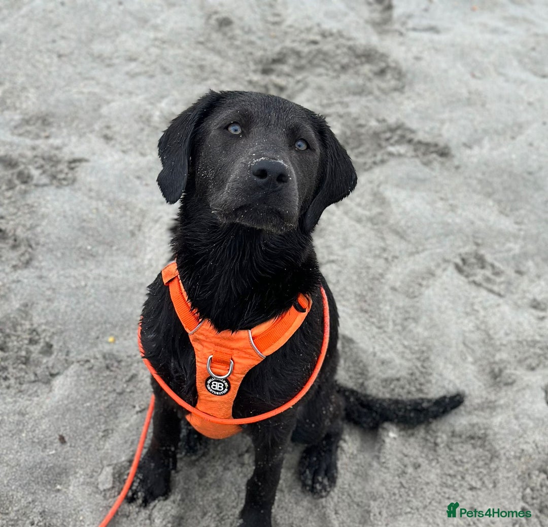Labrador Retriever dogs for sale: Stunning silver / charcoal puppies - Image 9