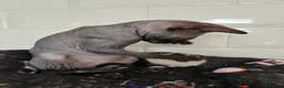 Sphynx cats for sale: 2 femal lovely Canadian sphynx  - Advert 4