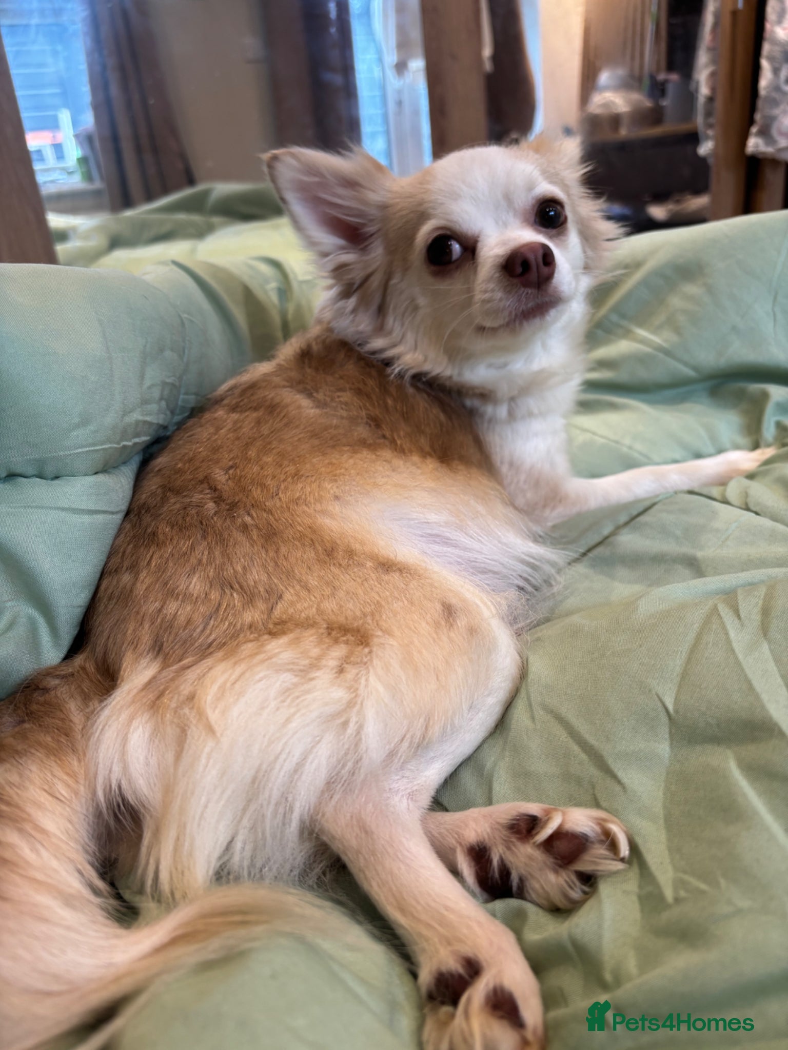 Chihuahua dogs Full Pedigree Registered Chihuahua Pups - Advert 3