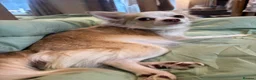 Chihuahua dogs for sale: Full Pedigree Registered Chihuahua Pups - Advert 1