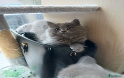 British Shorthair cats for sale: Gorgeous Short-hair British Blue - Image 12