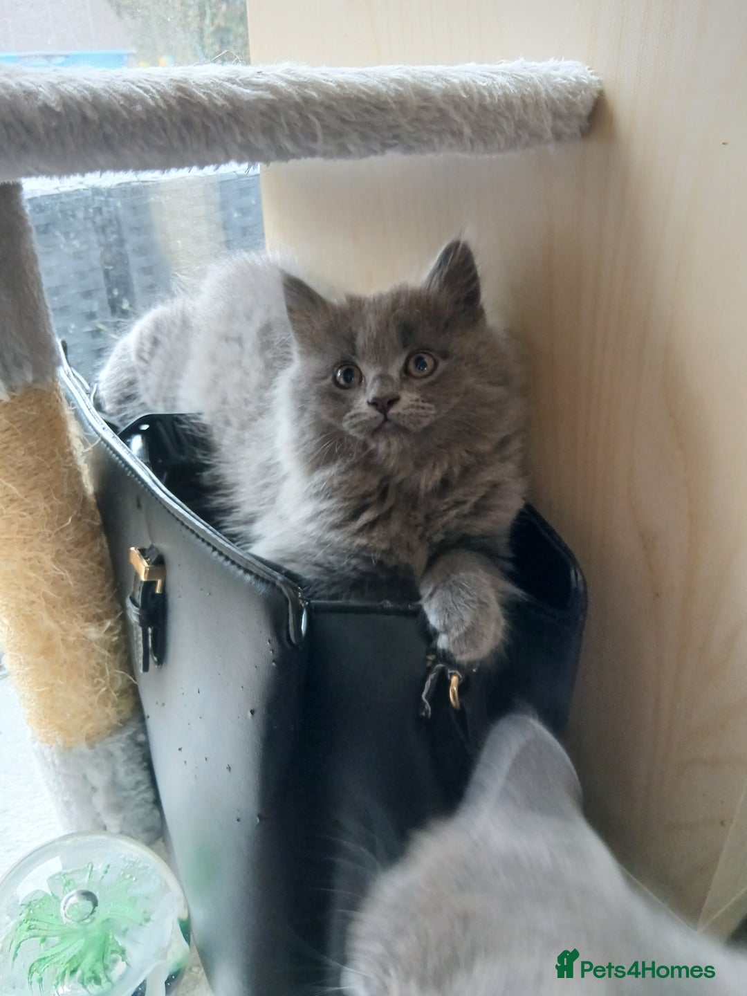 British Shorthair cats for sale: Gorgeous Short-hair British Blue - Image 12