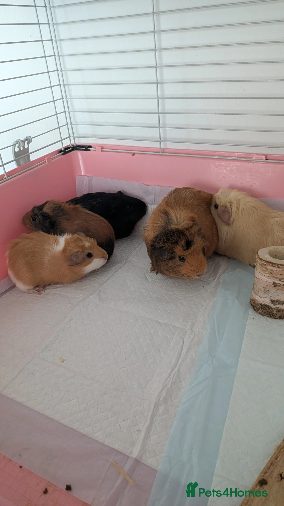 Guinea Pig rodents for sale: Pretty baby guinea pigs  - Advert 6