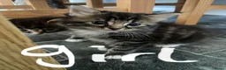 Mixed Breed cats for sale: Beautiful fluffy kittens ready for there new home - Advert 8