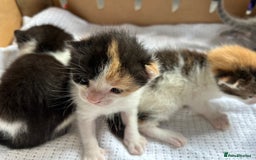 Mixed Breed cats for sale: Ready in 4 weeks time  - Image 3