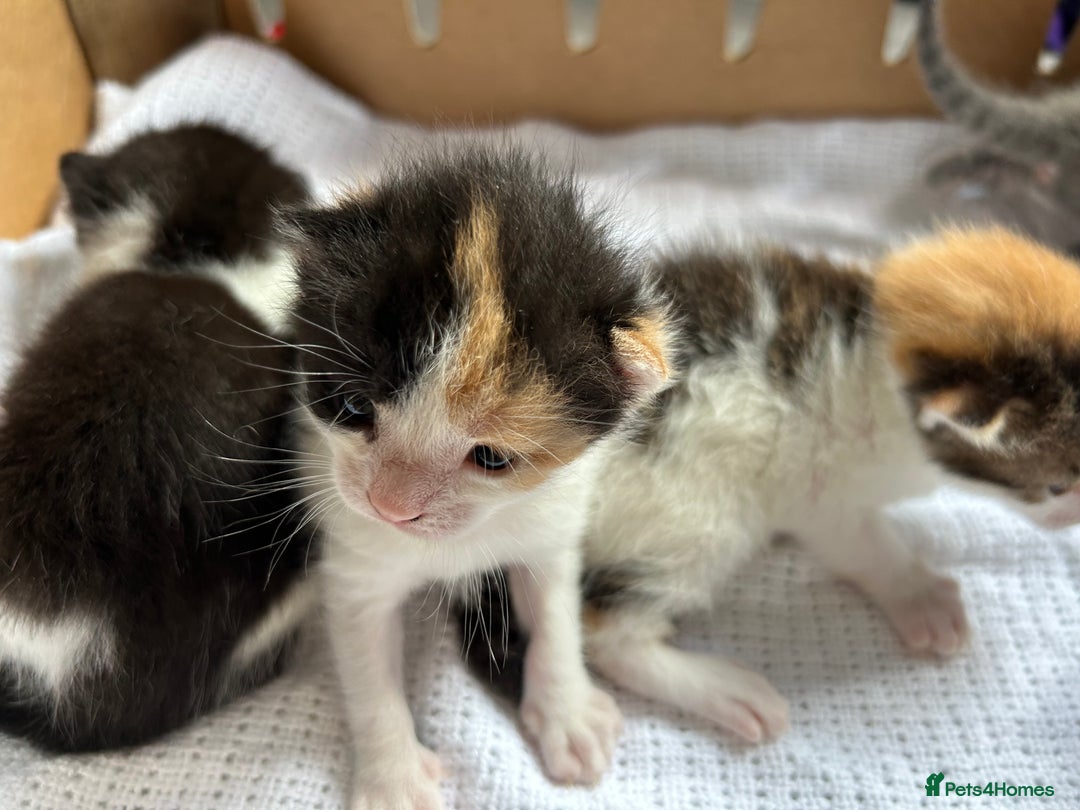 Mixed Breed cats for sale: Ready in 4 weeks time  - Image 3