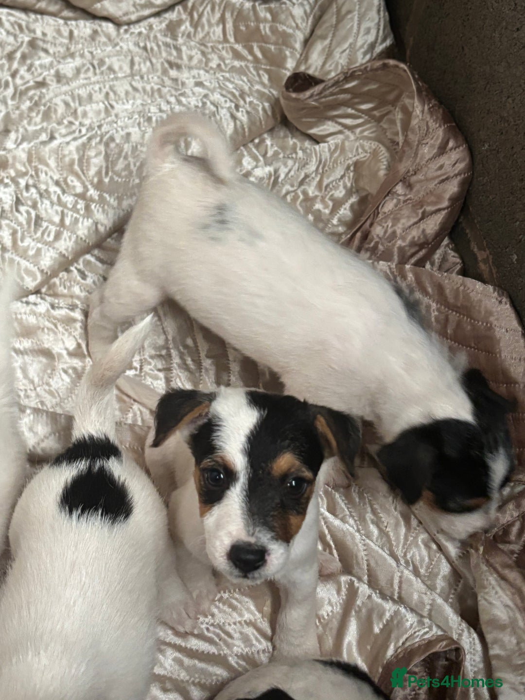 Jack Russell dogs for sale: rough coated Jack Russell  - Image 8