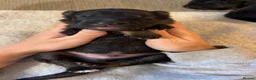 German Shepherd dogs for sale: Healthy & Chunky German Shepherd Puppies in Betws-y-Coed - Advert 4