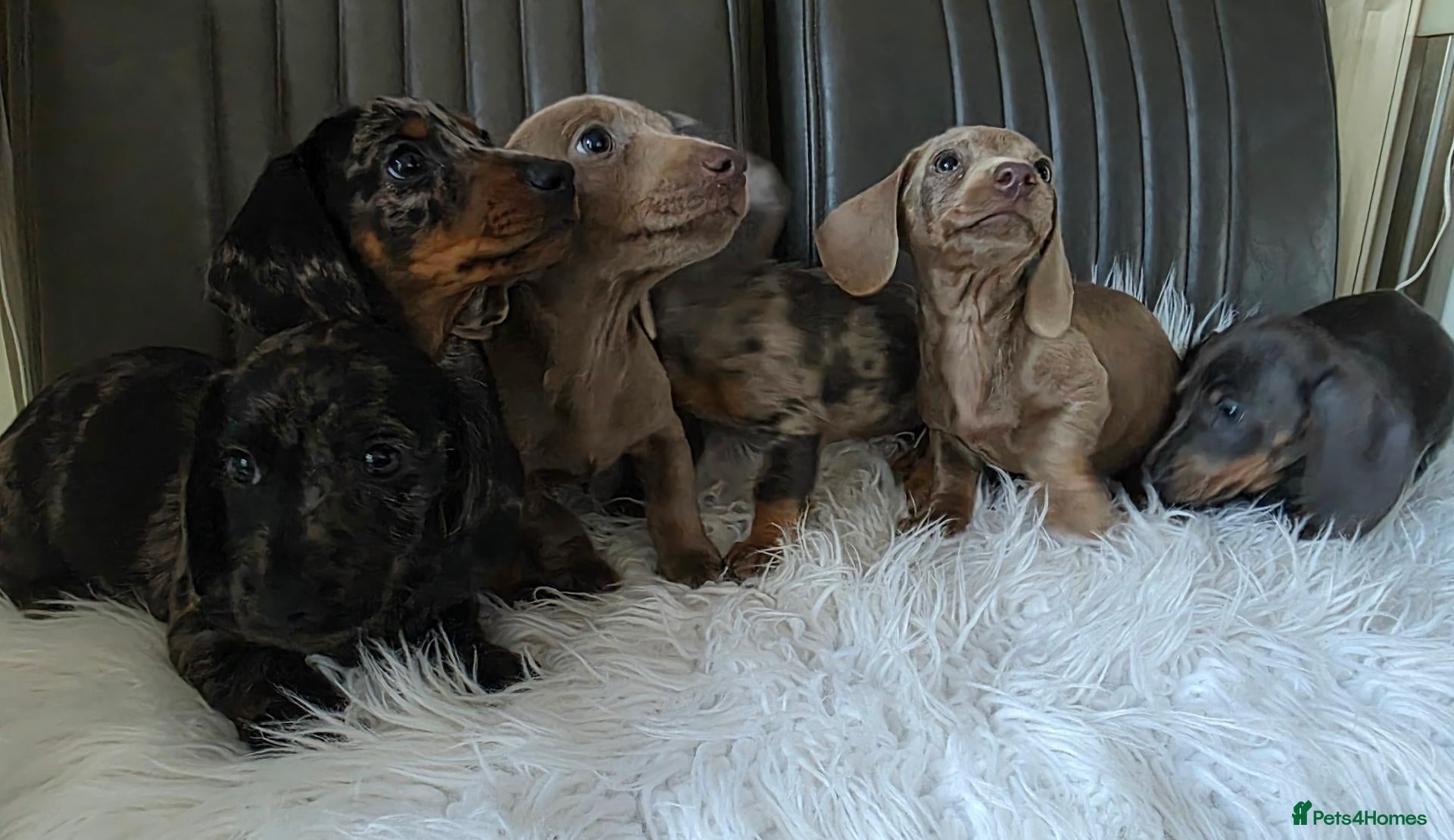 Miniature Dachshund dogs for sale: KC reg, mini daxi. 5* licensed - Advert 1
