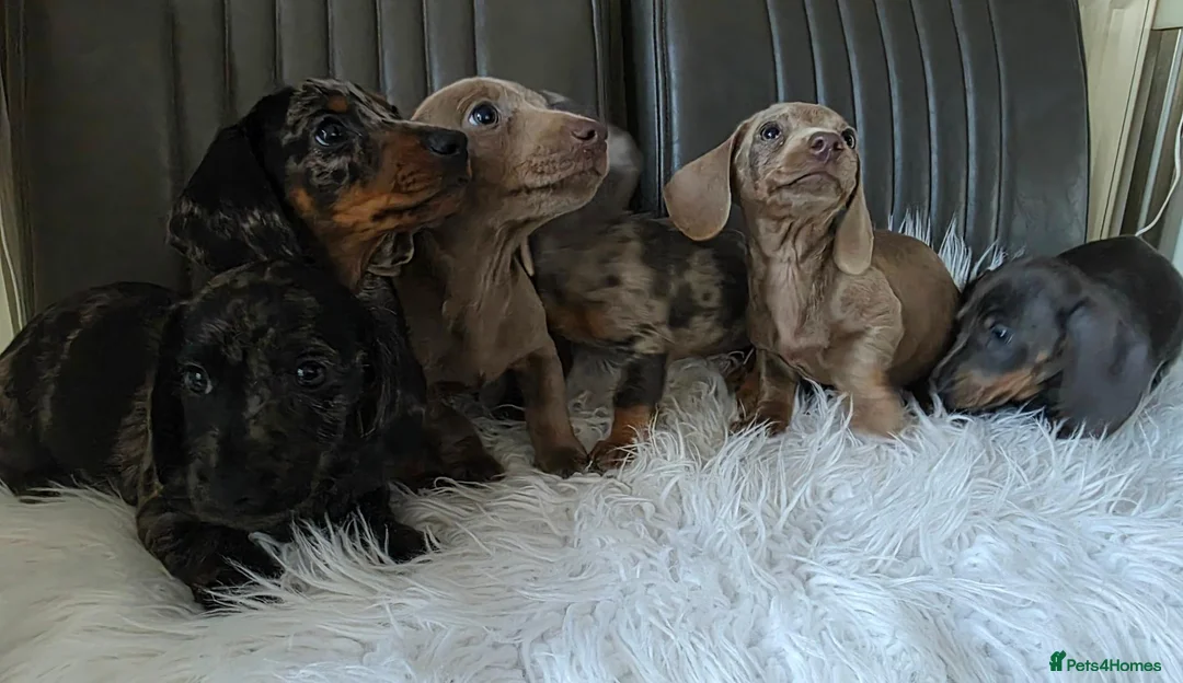 Miniature Dachshund dogs for sale: KC reg, mini daxi. 5* licensed - Advert 1