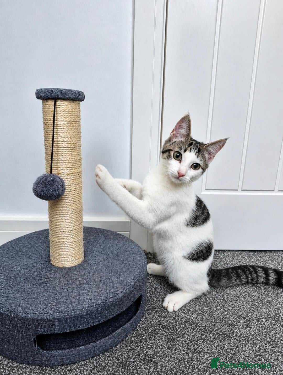 Domestic Shorthair cats 4m old male for new home  - Advert 13