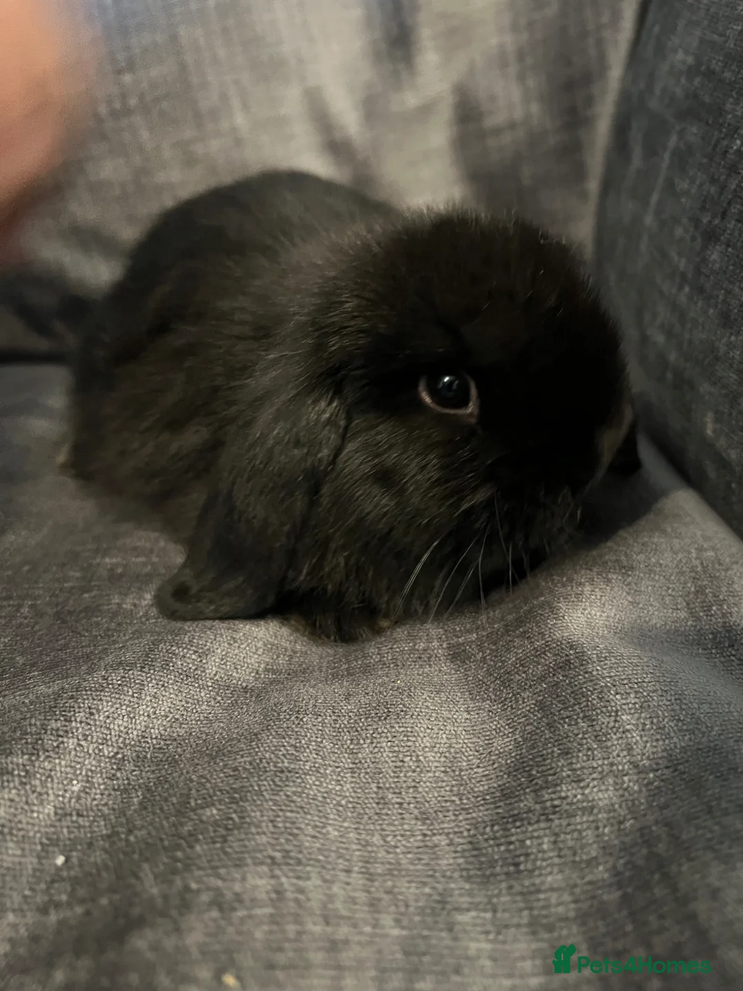 Mini Lop rabbits for sale: Mixed mini lops for sale - Advert 1