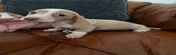 Miniature Dachshund dogs for sale: Beautiful Cream Dachshund Pups 5 ⭐ Licensed  - Advert 21