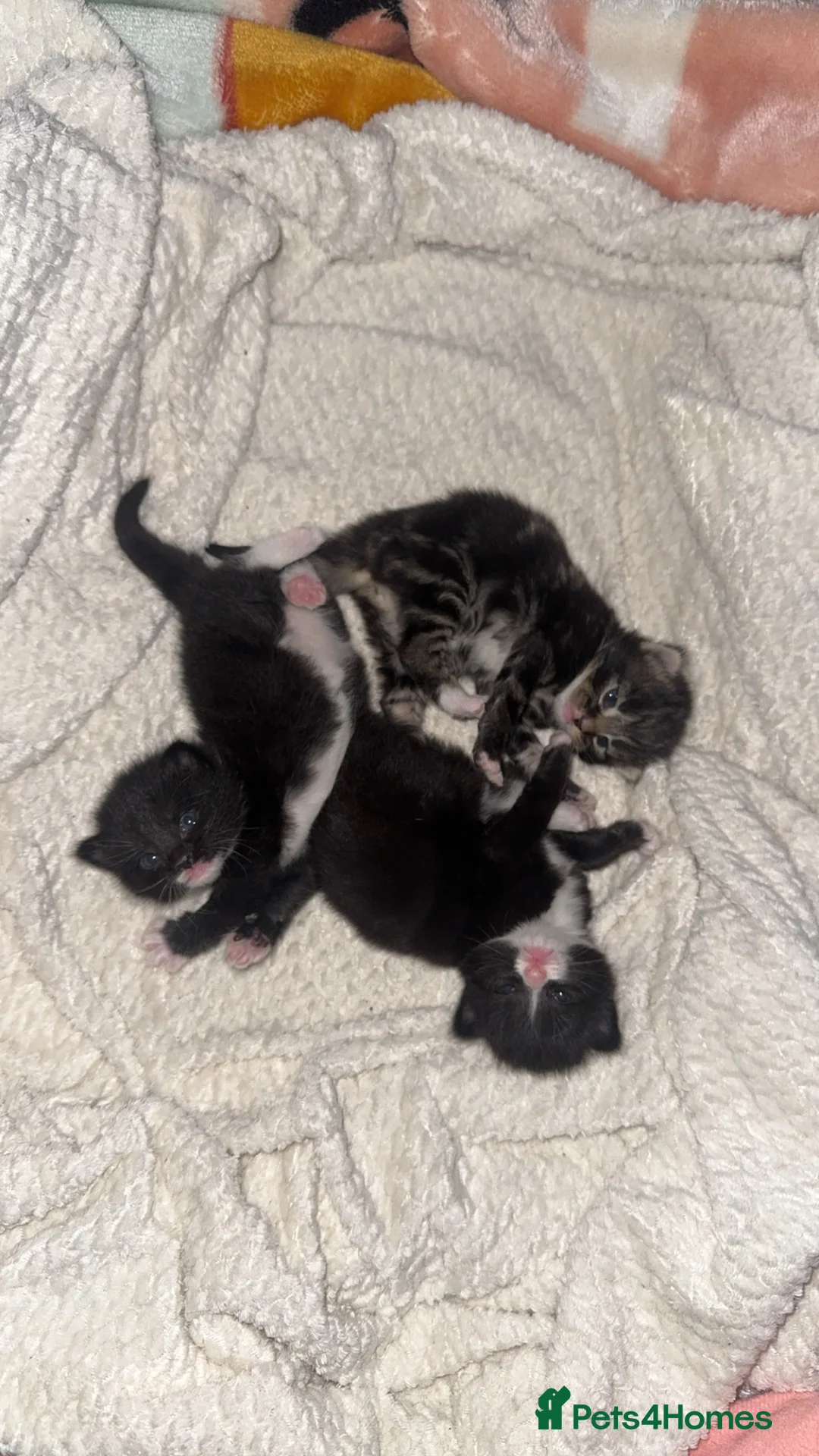 Mixed Breed cats for sale: 3 beautiful kittens  - Advert 1