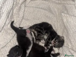 Mixed Breed cats 3 beautiful kittens - Advert 1