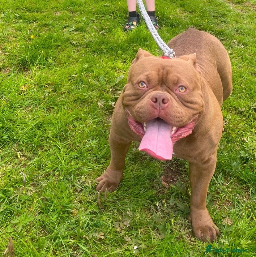 American Bully dogs 3 year old male pocket bully Simba  - Advert 4