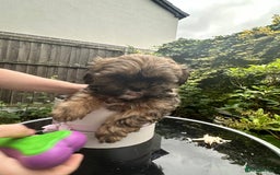 Shihpoo dogs for sale: Adorable Shihpoo Puppies - Image 6