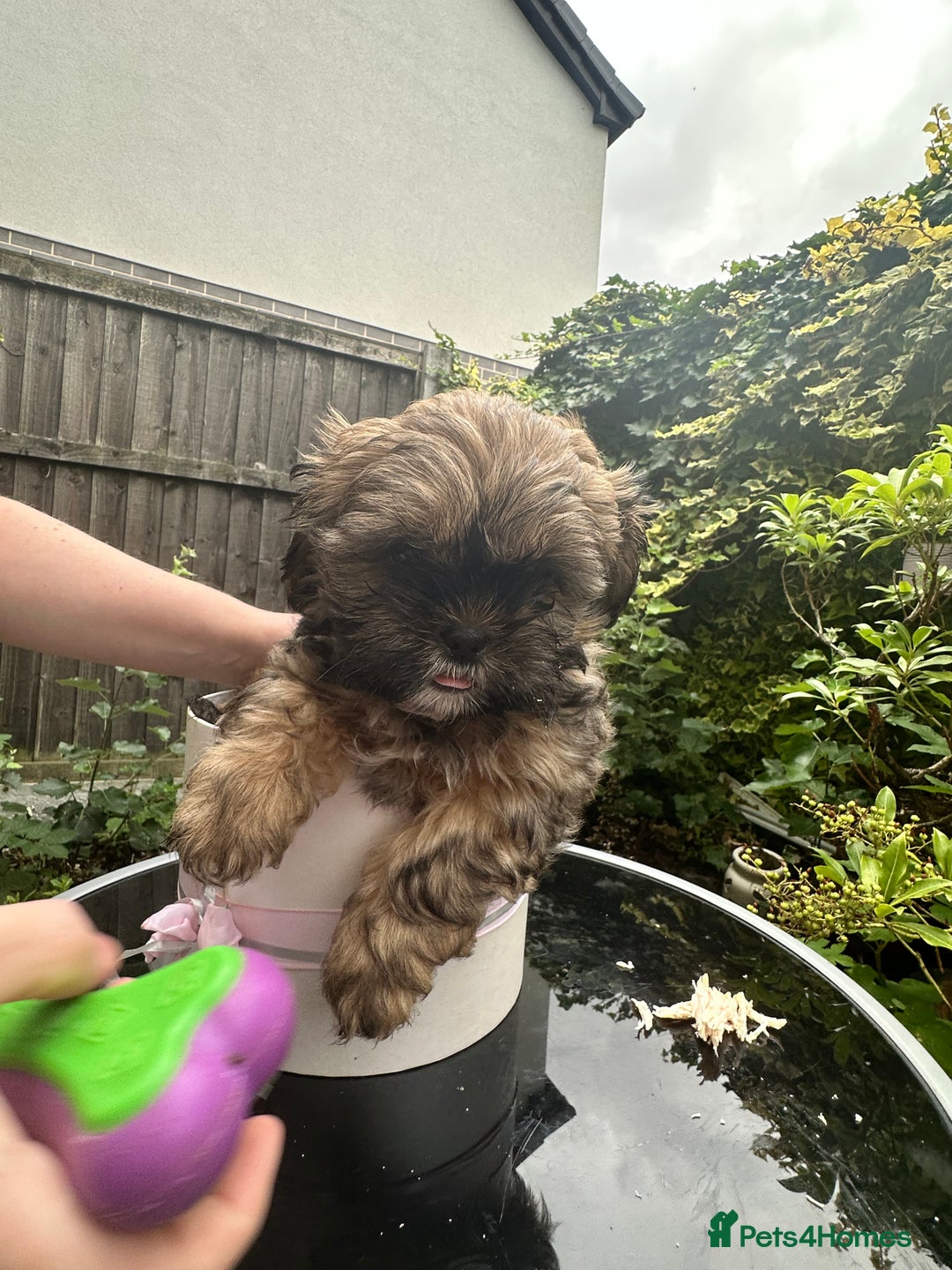 Shihpoo dogs for sale: Adorable Shihpoo Puppies - Image 6