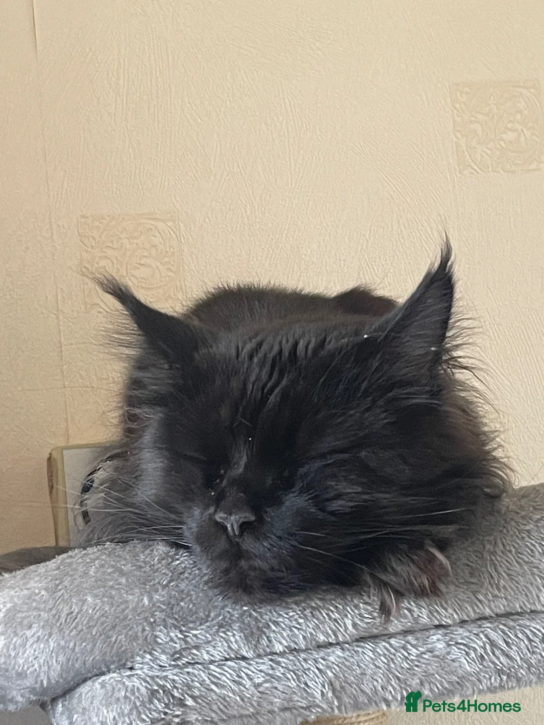 Maine Coon cats for sale: Maine Coon- Shiro  in Stanley - Advert 2