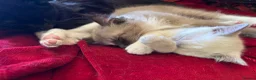 Tonkinese cats for sale: Exquisite Tonkdolls  - Advert 12
