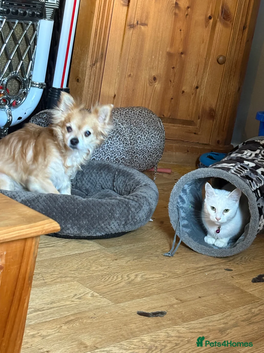 Mixed Breed cats for sale: Brother and sister  - Advert 2