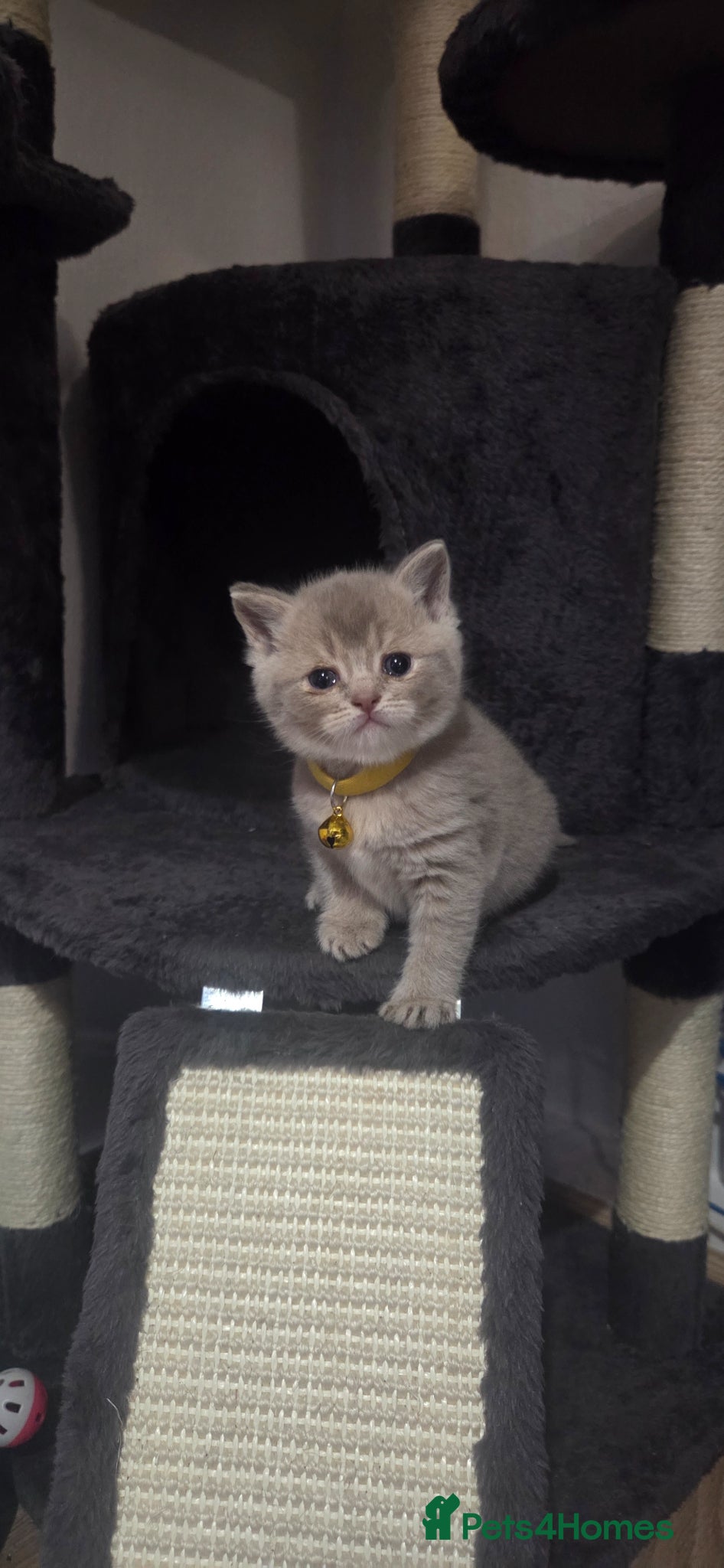 British Shorthair cats British Short Hair/ Scottish Fold - Advert 9