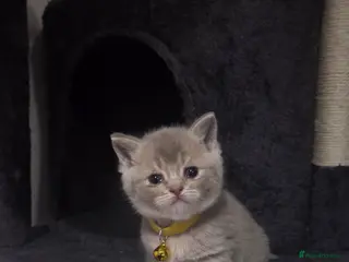 British Shorthair cats British Short Hair/ Scottish Fold - Advert 9