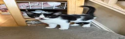 Mixed Breed cats for sale: Little princess — waiting for her special person!  - Advert 10