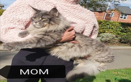 Maine Coon cats for sale: SHOW QUALITY MAINE COON KITTENS  - Image 13