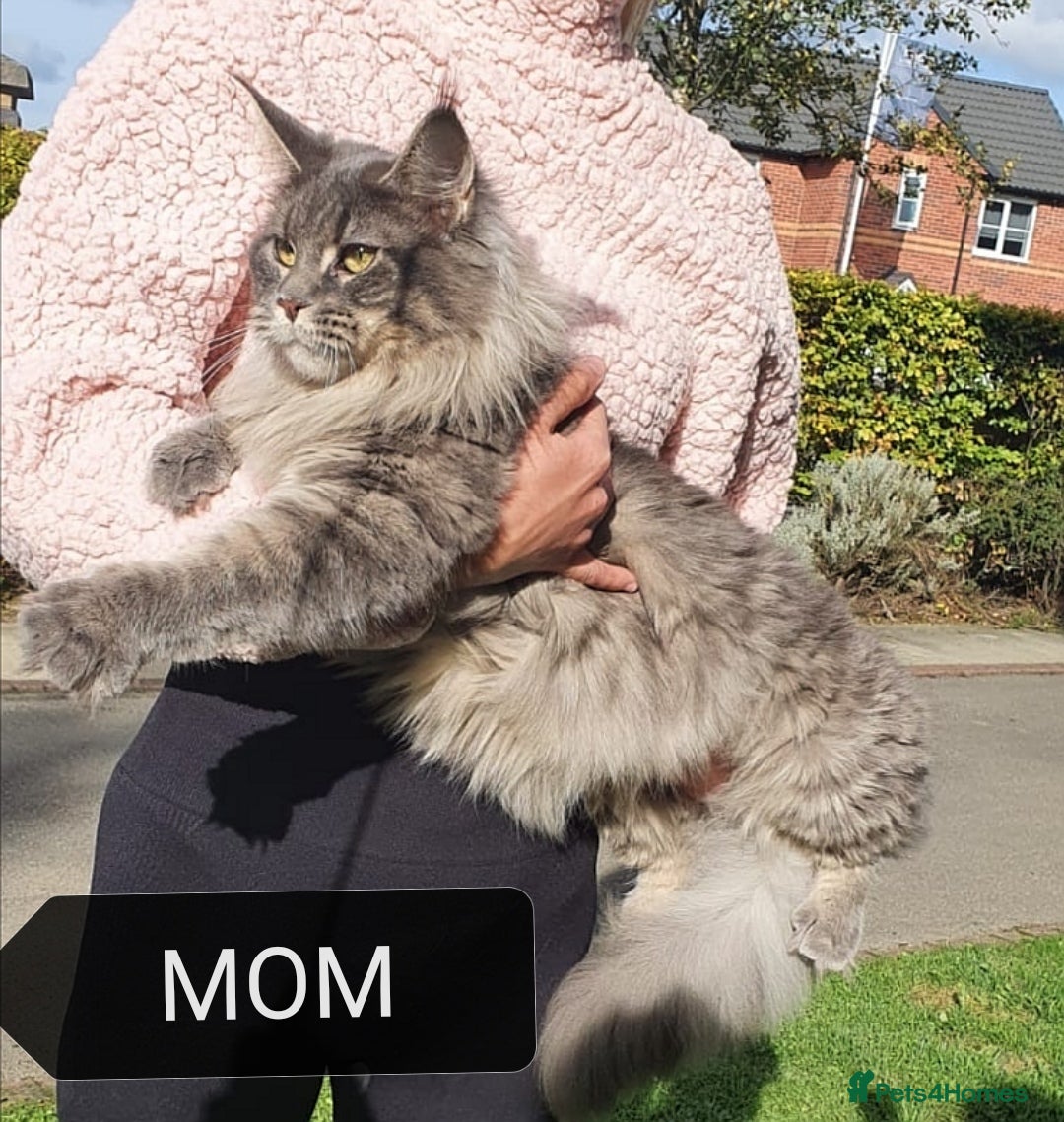 Maine Coon cats for sale: SHOW QUALITY MAINE COON KITTENS  - Image 13