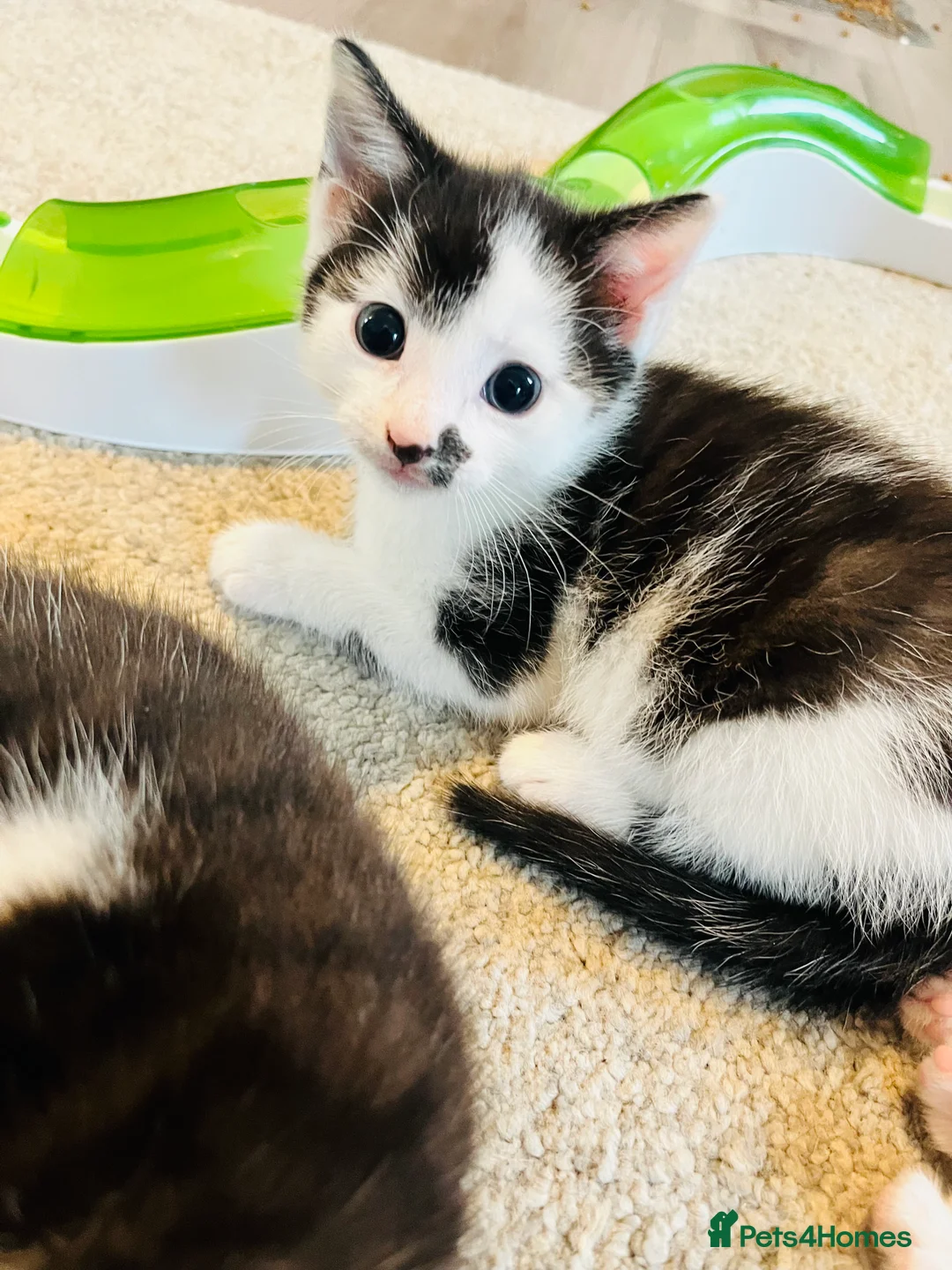 Mixed Breed cats for sale: Beautiful Black and White Kittens  - Advert 2