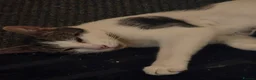 Mixed Breed cats for sale: Mother cat with 4 week old kitten  - Advert 2