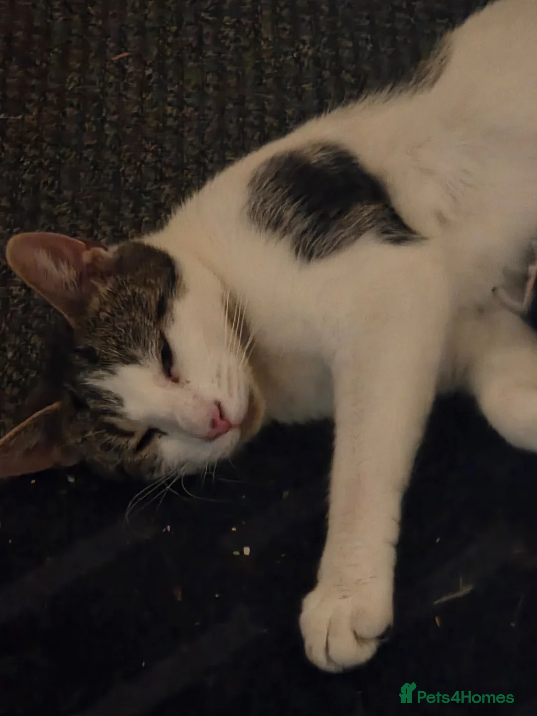 Mixed Breed cats for sale: Mother cat with 4 week old kitten  - Advert 2