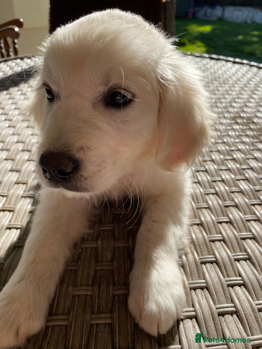 Golden Retriever dogs for sale: Beautiful Golden Retriever girl - Image 4