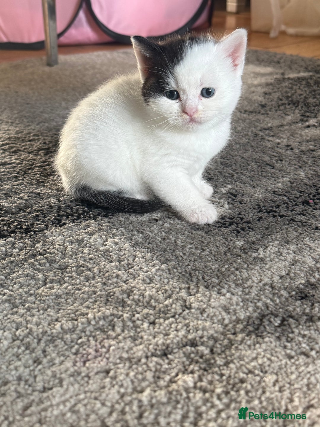 Mixed Breed cats for sale: Stunning Mixed Shorthair Kittens  - Image 4