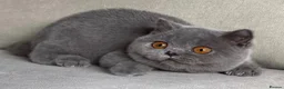 British Shorthair cats for sale: Beautiful kittens  - Advert 4