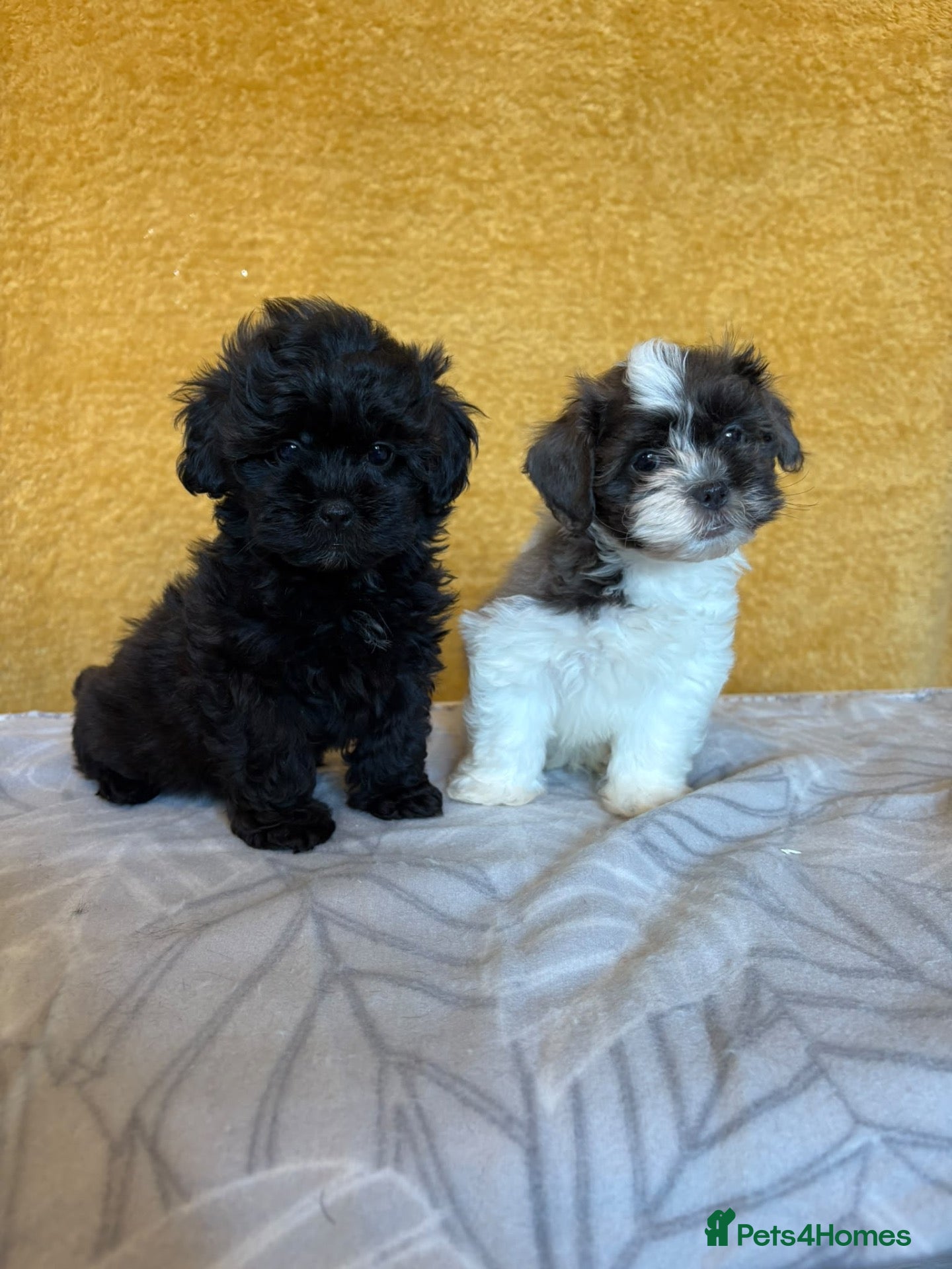 Shihpoo dogs 2 left GORG SHIHPOOS BOTH PARENTS HEALTH TESTED - Advert 2