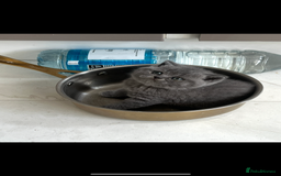 British Shorthair cats for sale: British shorthair kittens - Image 12