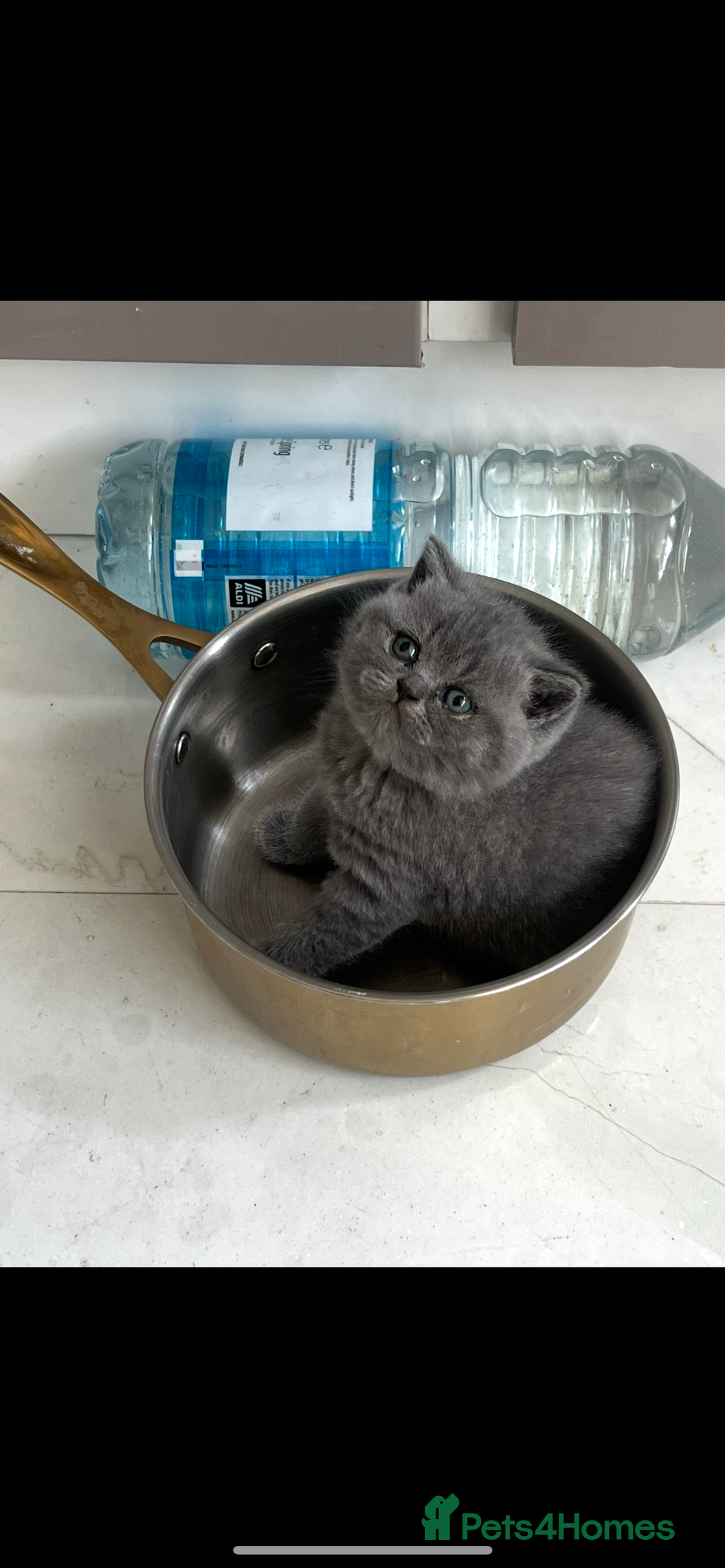 British Shorthair cats for sale: British shorthair kittens - Image 12