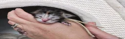 Maine Coon cats for sale: MALE Blue Classic Tabby & White Maine Coon kitten  - Advert 18