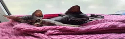 Devon Rex cats for sale: 🐾 Expected Devon Rex Kittens–August 2026 🐾 - Advert 31