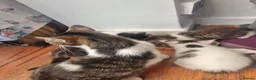 Mixed Breed cats for sale: Kittens for sale  - Advert 2