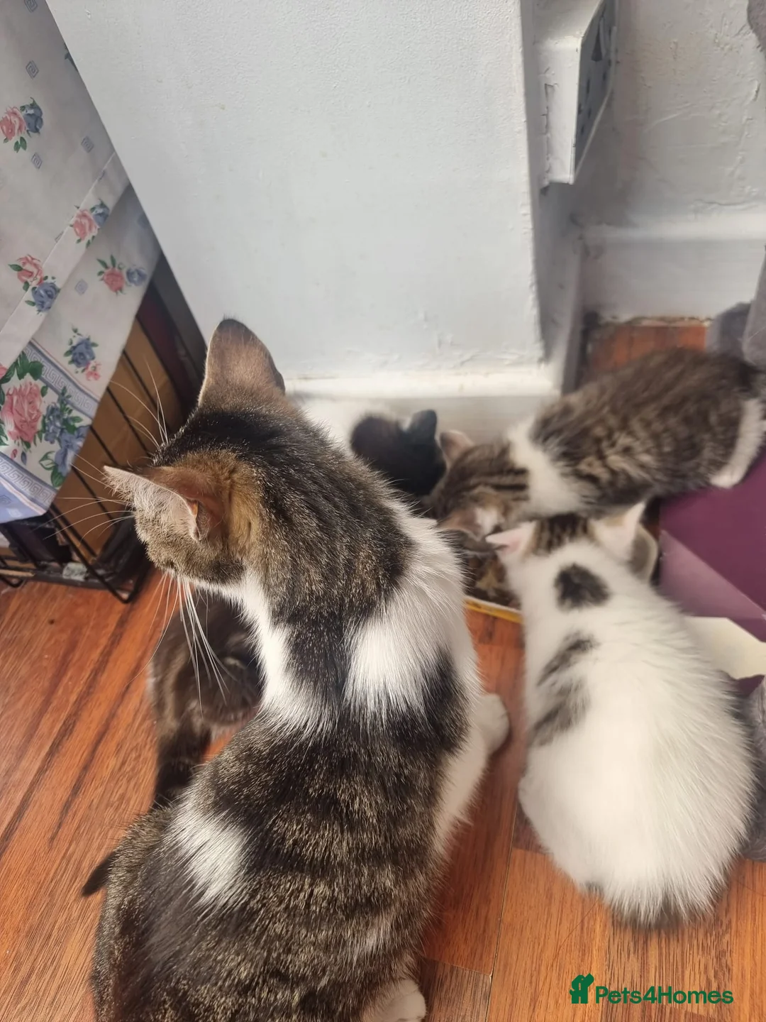 Mixed Breed cats for sale: Kittens for sale  - Advert 2